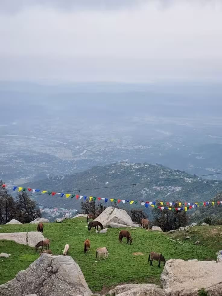 Triund Trek 7